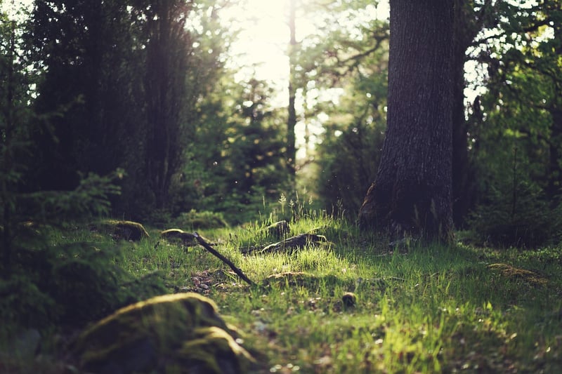 Mystical Forest Clearings