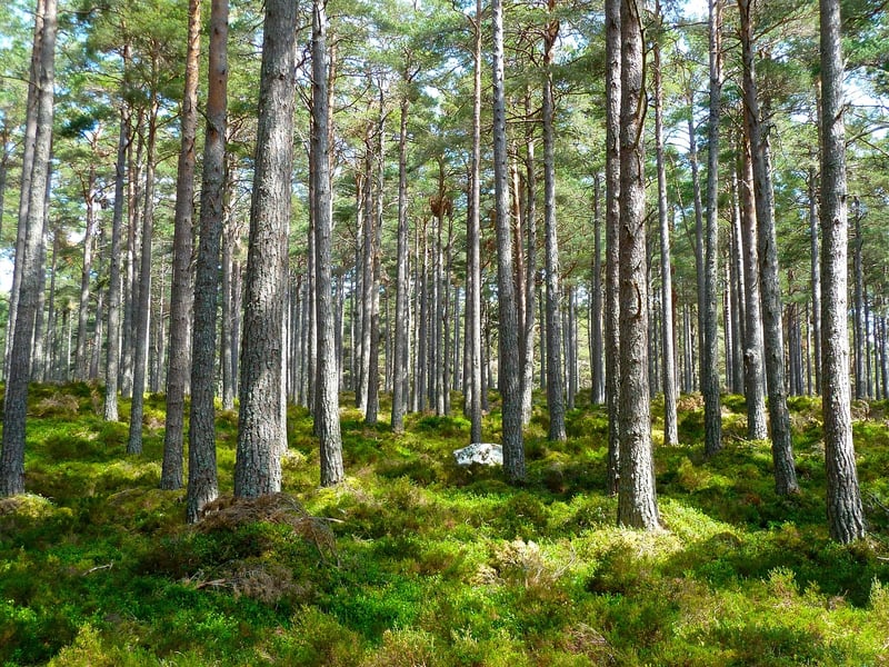 Woodland Chic